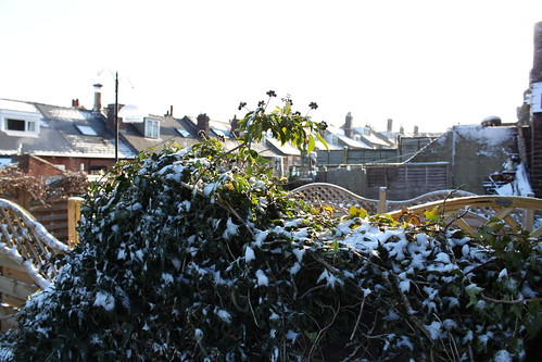 Snow dusted holly on hunter house 