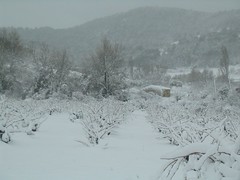 nevada gener 2010