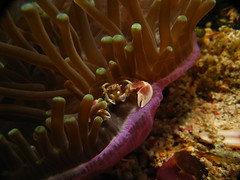 Porcelain Crab feeding in the current at Nuda Penida