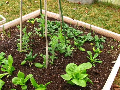 Raised bed lots of green