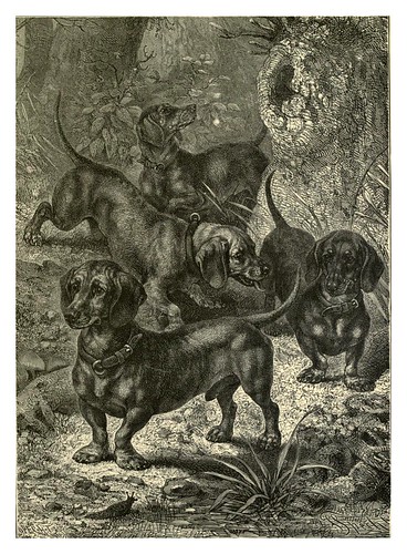 007-Terrier tipo Dachshund-The illustrated book of the dog 1881- Vero Kemball Shaw