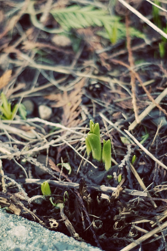 sprouting3