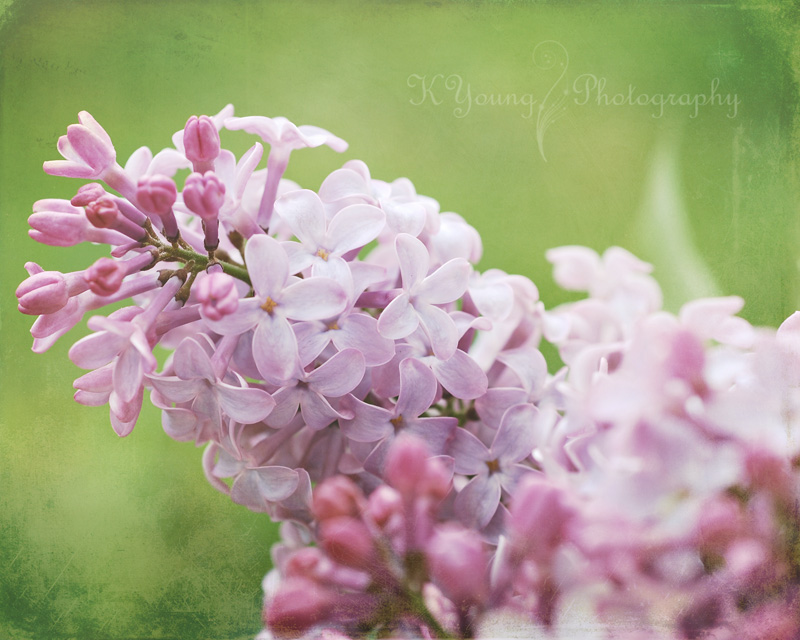 Lilacs last spring