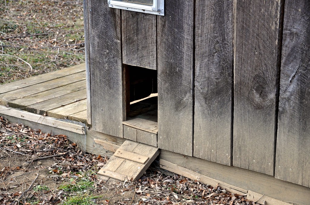 Chicken Coop door & ramp