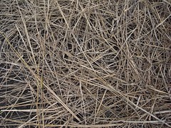 鳳林自然農田 川口由一自然農法的秧田 稻子育苗