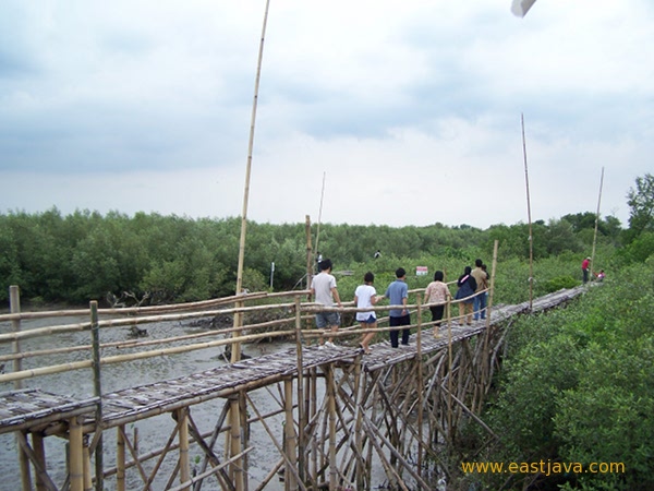 Mangrove Tourism Object - Surabaya