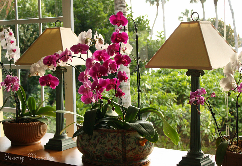 Orchids-Plenty