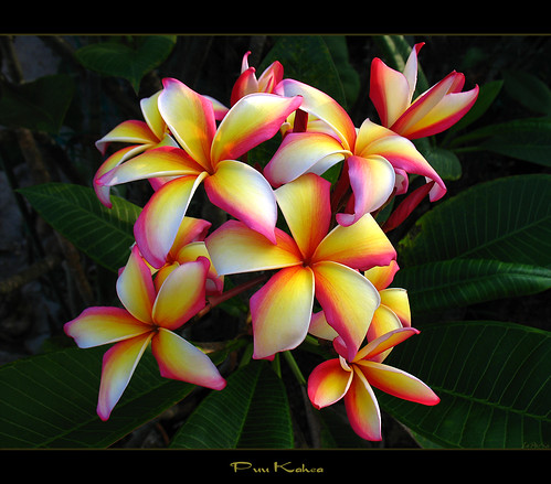 Pictures Of Hawaiian Flowers. Hawaiian Flowers - The