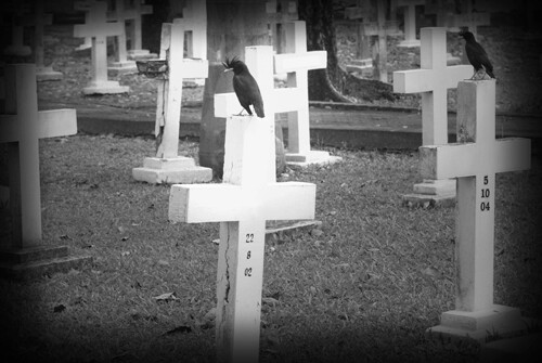 Crows in cemetery
