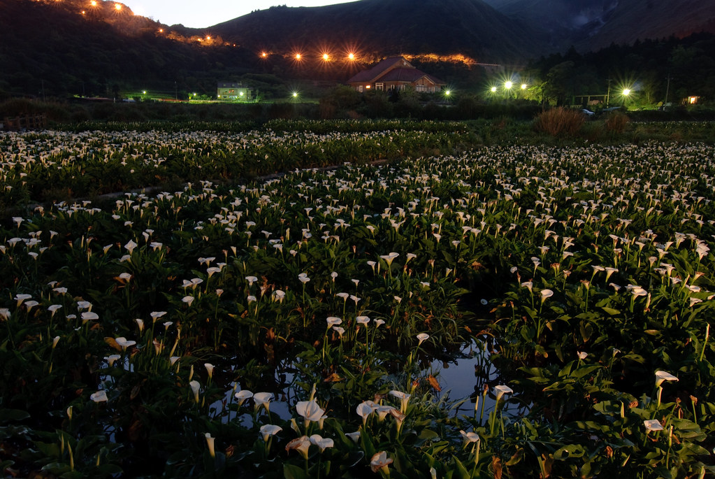竹子湖 Calla of gardeners Field