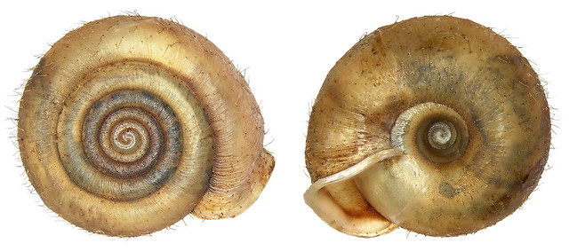 Helicodonta obvoluta (O.F.Müller, 1774)