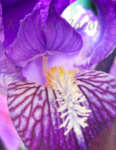 Purple Iris 2