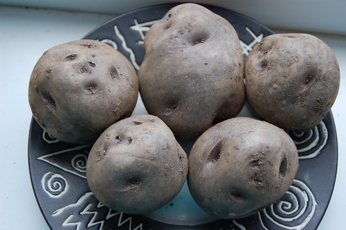 Shetland Black potato