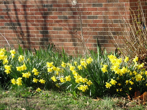 addition daffodils