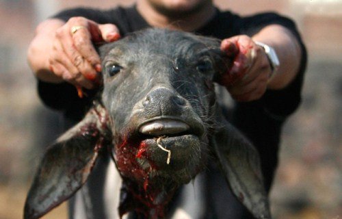 08_Animal-Slaughter-Festival-In-Nepal-001