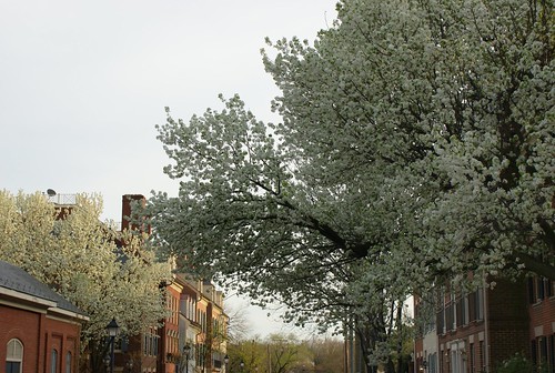 dogwoods in old town