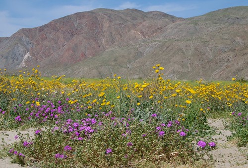 wildflowers at Anza-Borrego Desert State Park  0048
