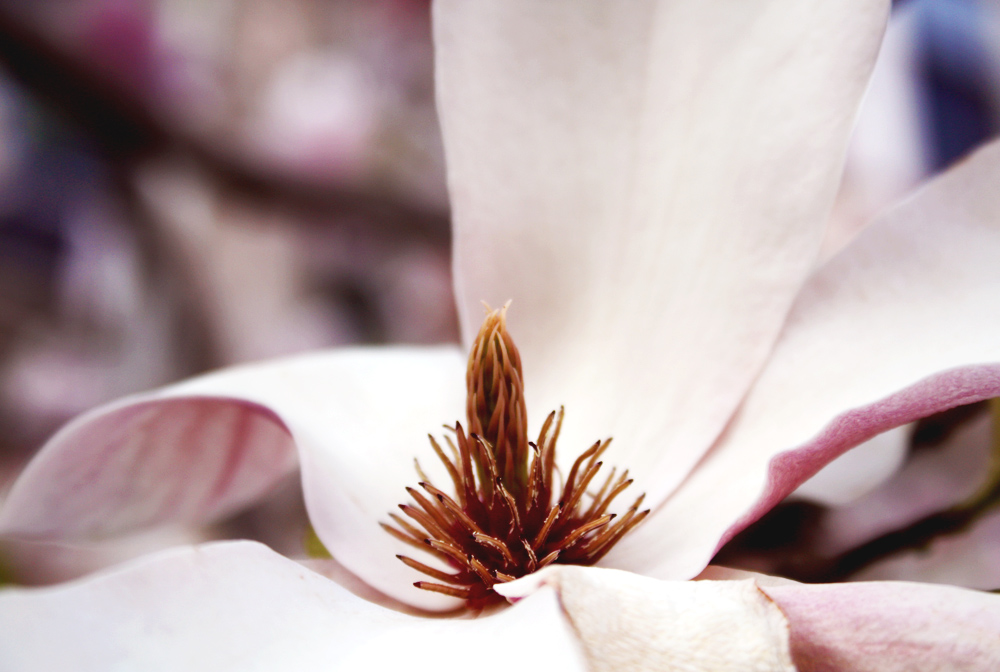 open magnolia