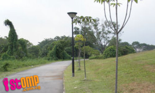  Sick and dying trees at Jurong Park Connector must be saved