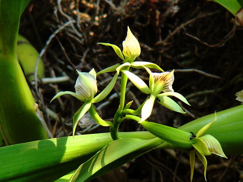 Orquídeas (10)