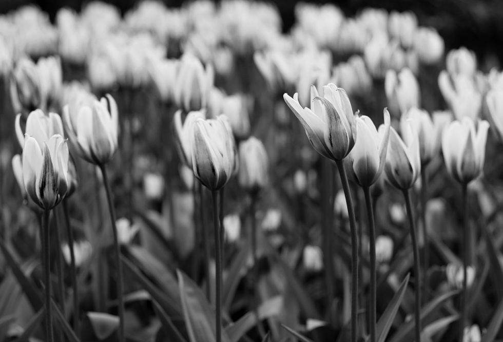 tulip_4blog
