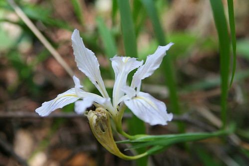 Wild White Iris