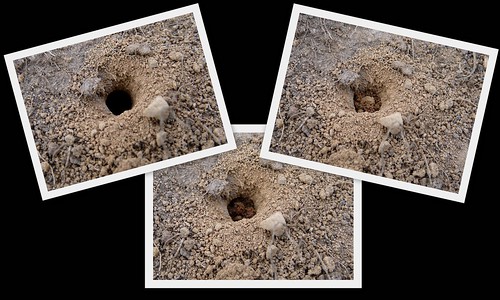 12411 - Mining Bee closing its burrow