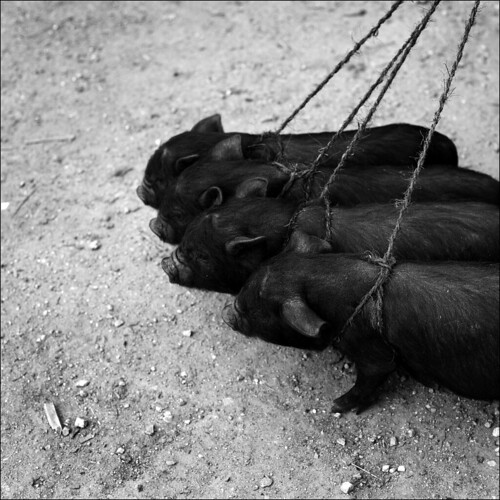 piggies on a leash