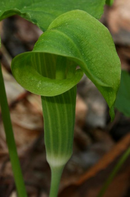 Jack-in-the-Pulpit, green stripe