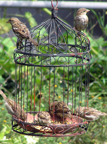 Sparrows in Feeder