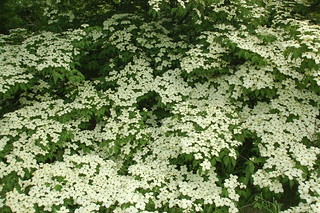 Arnold Arboretum, 18 May 2010: White flowers on a tree near the top of Bussey Hill