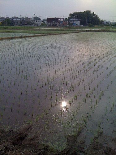 田植え rice field