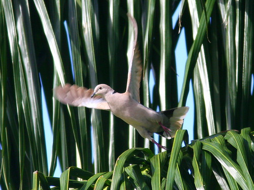 Eurasian Collared-Dove 20100524