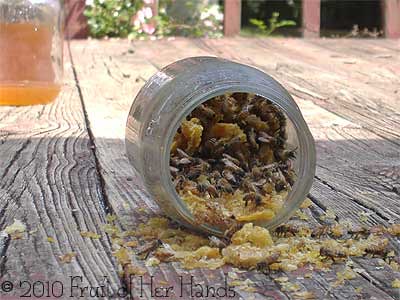 Bees cleaning out jar of wax and honey