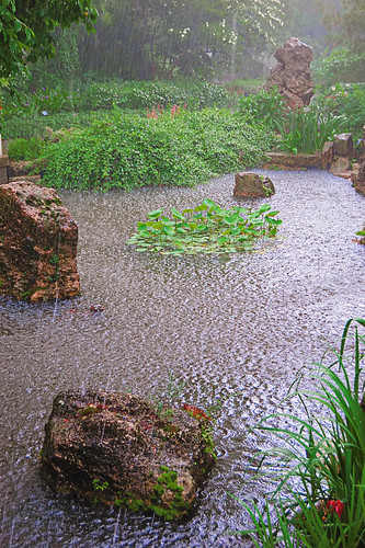 Missouri Botanical Garden (Shaw's Garden), in Saint Louis, MIssouri, USA - pond in Chinese garden