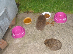 Our hedgehog friends