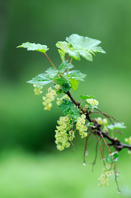 Red currant blossoms on a rainy day