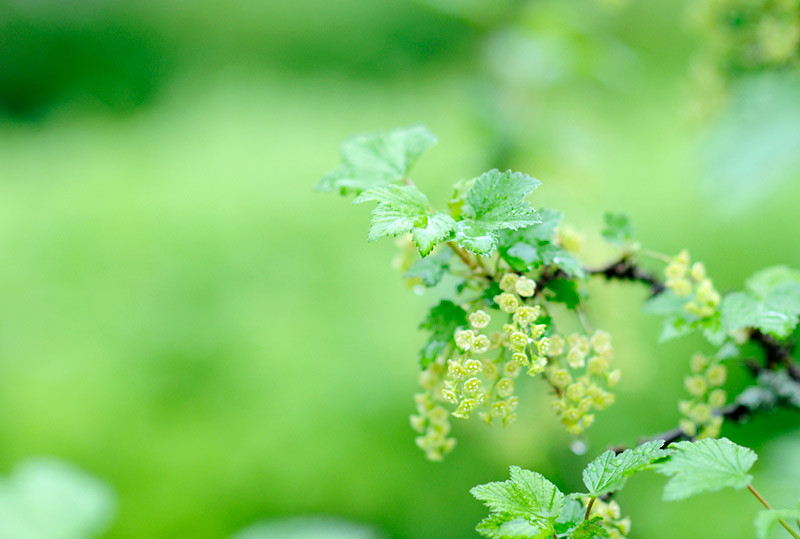 Red currant blossoms on a rainy day