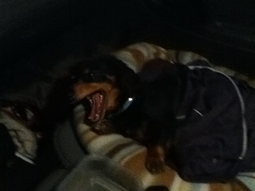 Fritz Yawning