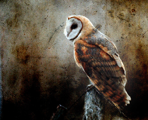 barn owl and cool texture