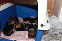 1st experience in the crate, they're lovin it!