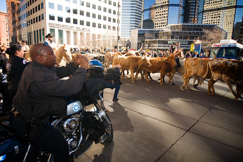 National Western Stock Show Parade