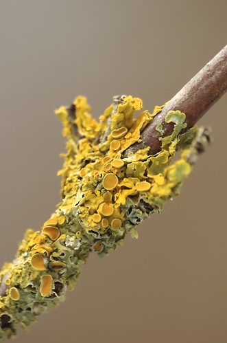 Xanthoria parietina | Groot dooiermos - Common orange lichen