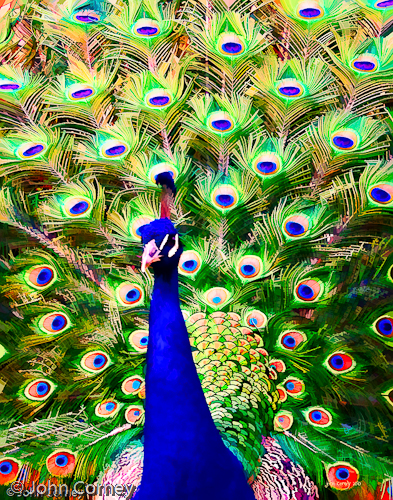 peacock pictures for glass painting. glass painting laliquecrystal peacock may rattan peacock drawing picture