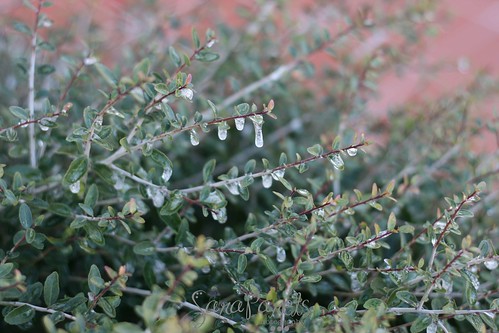 Icy droplets