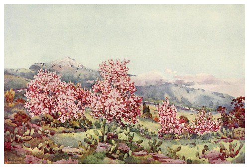 023-Almendros en flor-Valle de la Orotava-The Canary Islands (1911) -Ella Du Cane-Tenerife