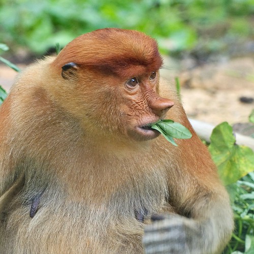proboscis monkey "schumie joined mercedes? you kidding me?"