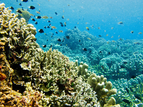 Bunaken Underwater 05