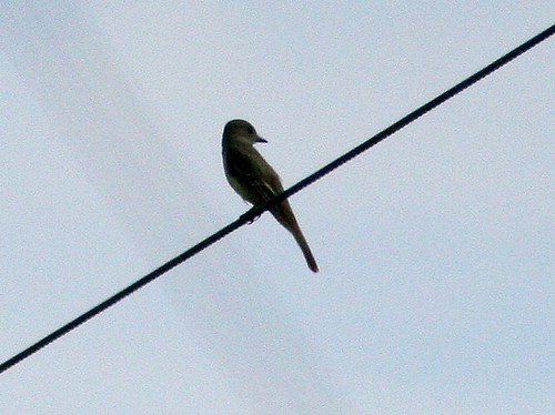 La Sagra's Flycatcher 2-20100209