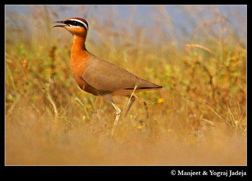 Indian courser low angle